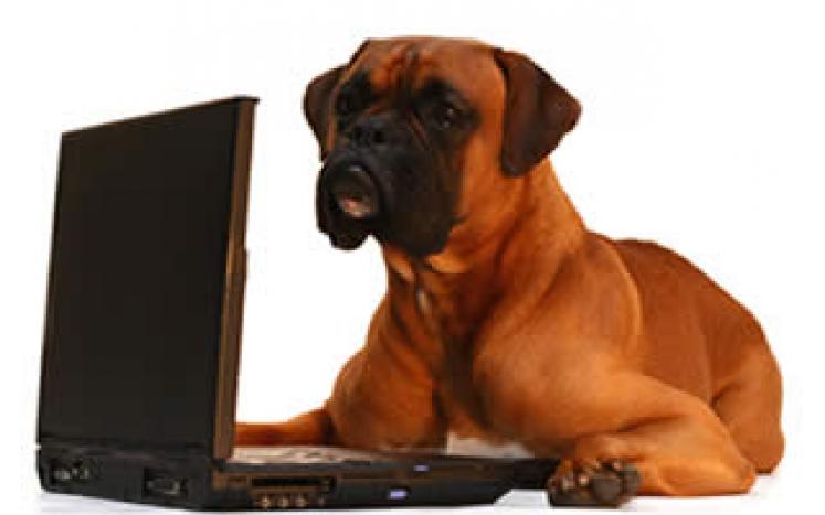 dog laptop